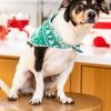 Budget β¨ Pink Lily Pet Underneath The Tree Green β Christmas Print Bandana π 2 Budget β¨ Pink Lily Pet Underneath The Tree Green β Christmas Print Bandana π -Glam-girl Sales 185662 185662 185658 185656 185654 2 650x