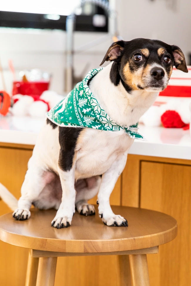 Budget β¨ Pink Lily Pet Underneath The Tree Green β Christmas Print Bandana π 3 Budget β¨ Pink Lily Pet Underneath The Tree Green β Christmas Print Bandana π