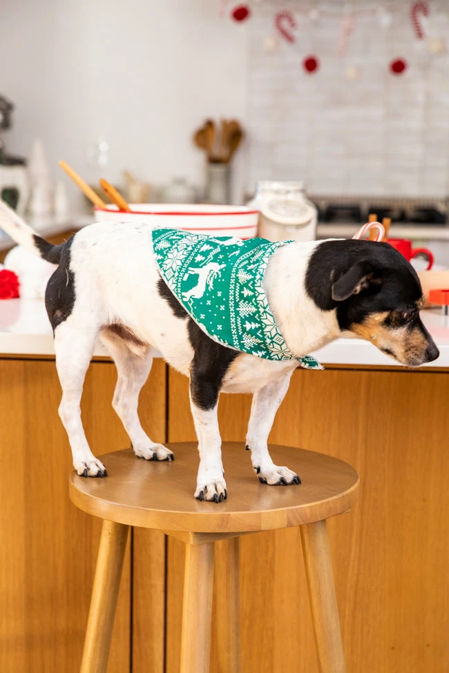 Budget β¨ Pink Lily Pet Underneath The Tree Green β Christmas Print Bandana π 4 Budget β¨ Pink Lily Pet Underneath The Tree Green β Christmas Print Bandana π - Image 2